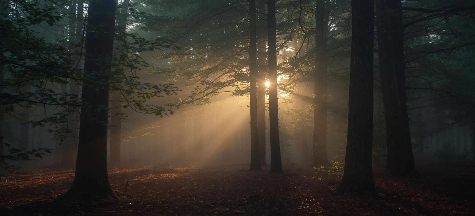 Wald in der Morgendämmerung
